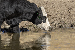 LF_PH24_IMG_8406-Enhanced-NR.jpg