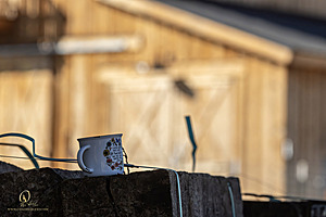 LF_PH24_IMG_8492-Enhanced-NR.jpg