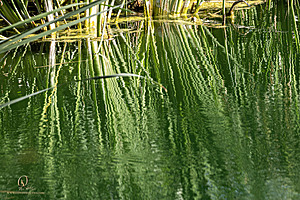 LF_PH24_IMG_8793-Enhanced-NR.jpg